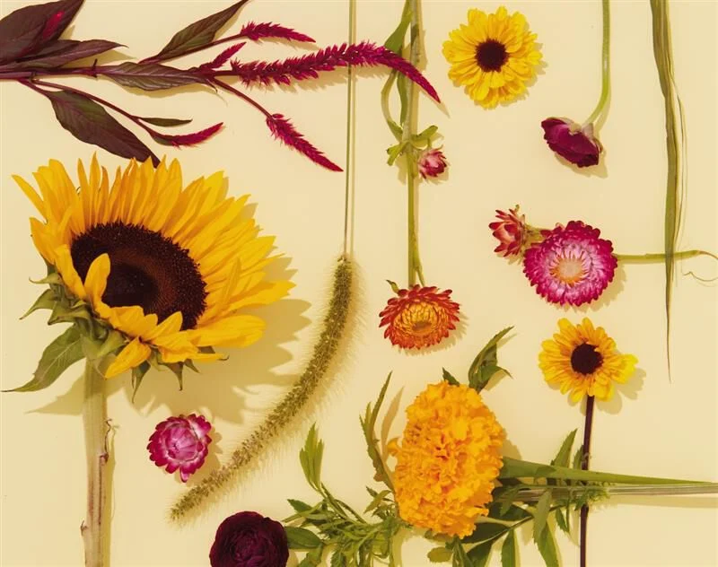 Bloemen die verspreid liggen op de grond