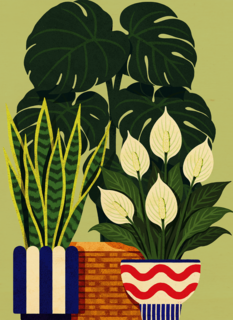 Nieuw Huis Planten