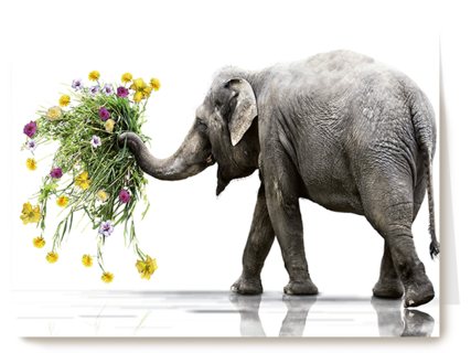 Chromazone Olifant boeket