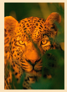 blanco kaart  luipaard