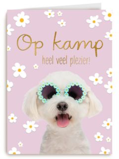 Hond op kamp