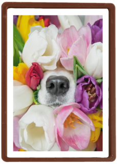 Fleurige hond