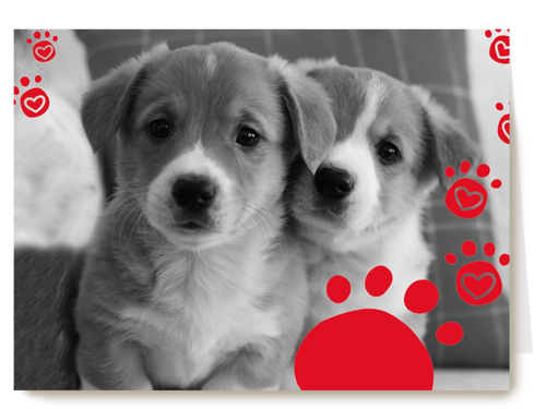 twee schattige hondjes