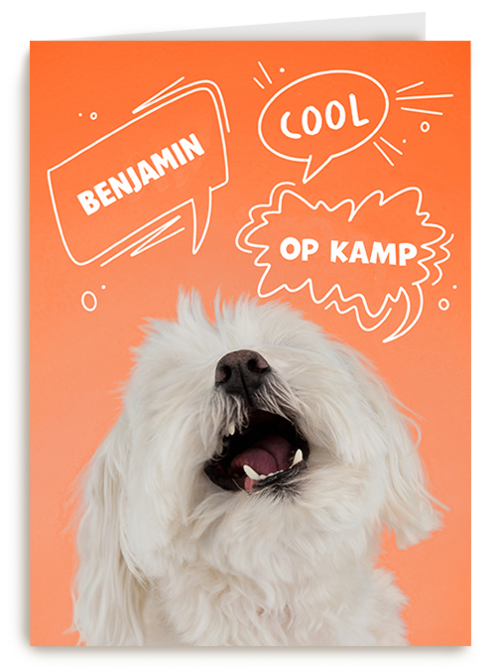 Hond cool op kamp oranje