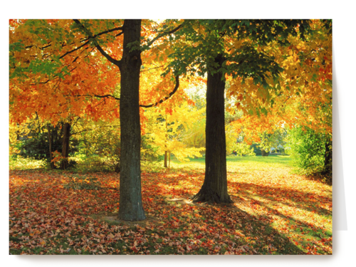 een zonnige namiddag in de herfst