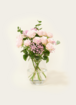 Brievenbusbloemen Ombre Rosa