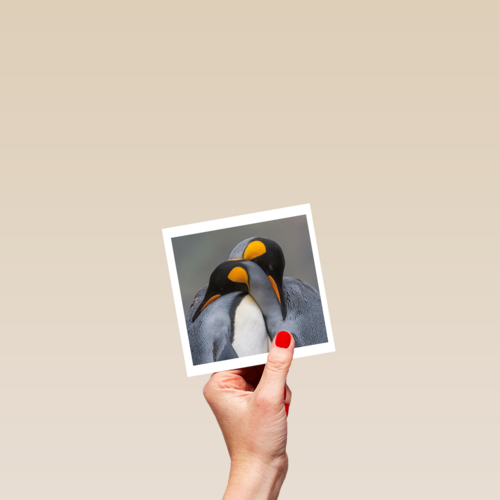 blanco kaart pinguins
