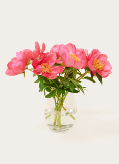 Brievenbusbloemen Pioenrozen Roze Brievenbusbloemen Pioenrozen Roze