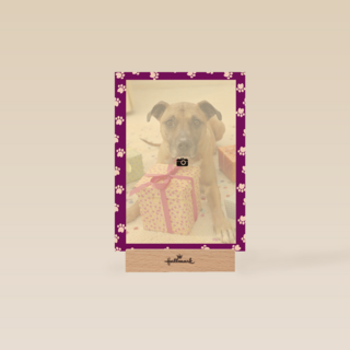 fotokaart paars omkader viervoeter