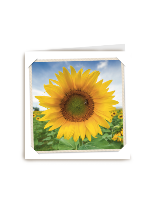 flash zonnebloem