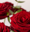 Boeket Bloemen Rode Rozen Luxe