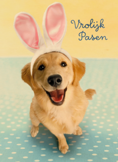 Pasen kaart hond met Paashaas oren