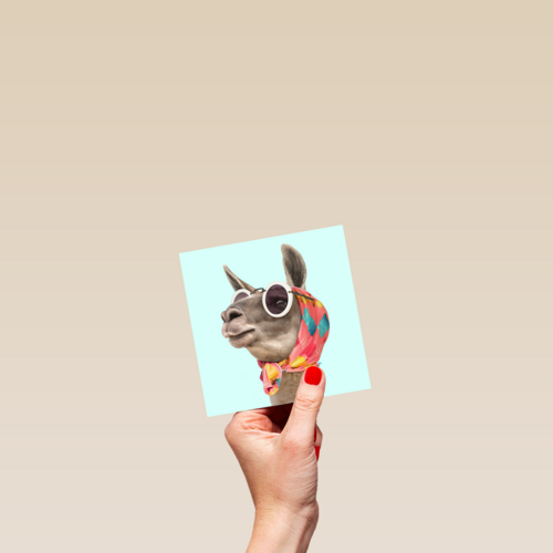 lama met zonnebril