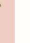 roze rozen kaart