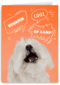 Hond cool op kamp oranje