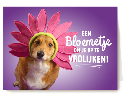 een bloemetje om je op te vrolijken