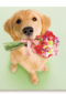 hond met bloemen