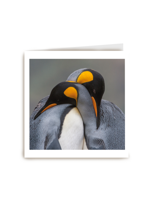 blanco kaart pinguins
