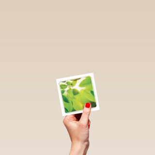 flash groen blad