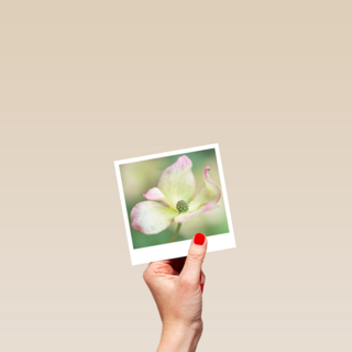 Sterktekaart Blanco met bloem Polaroid