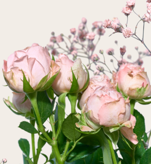 Brievenbus Bloemen Trosroosjes Ombre Rosa