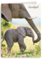 baby olifant