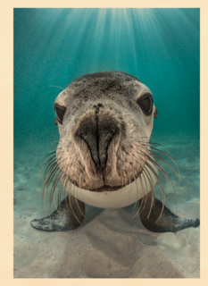 blanco kaart zeeleeuw