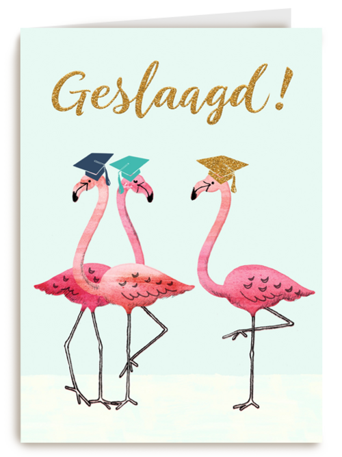 Flamingo geslaagd