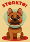 Beterschap Hond Gebroken Poot
