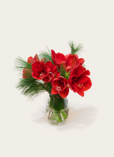 Brievenbusbloemen Amaryllis Rood