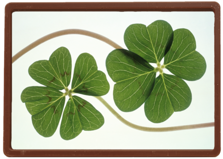 Chromazone Klavertje vier