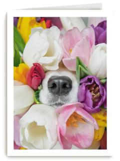 Fleurige hond