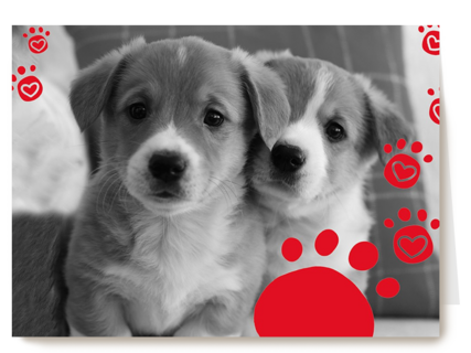 twee schattige hondjes