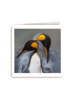 blanco kaart pinguins