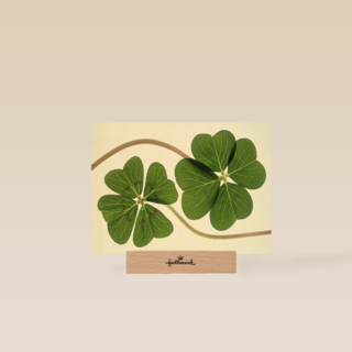 Chromazone Klavertje vier