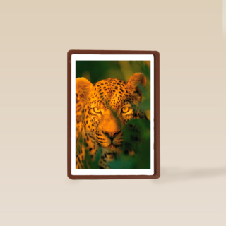 blanco kaart  luipaard