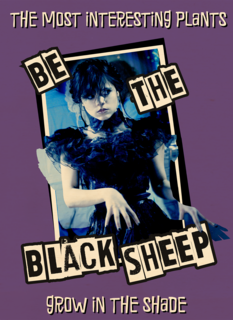 Wednesday Be The Black Sheep