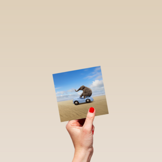 olifant in auto