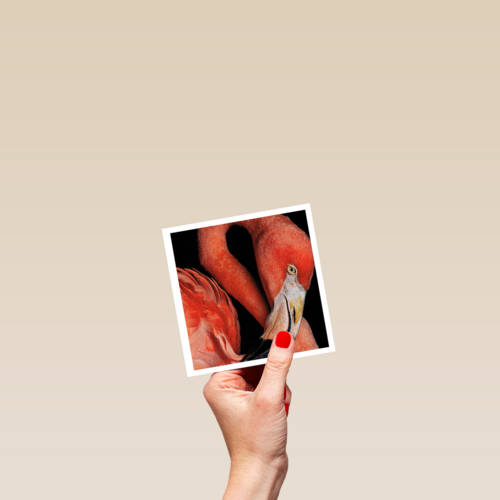 blanco kaart flamingo