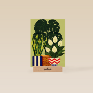Nieuw Huis Planten