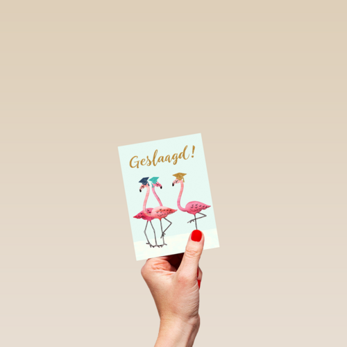 Flamingo geslaagd