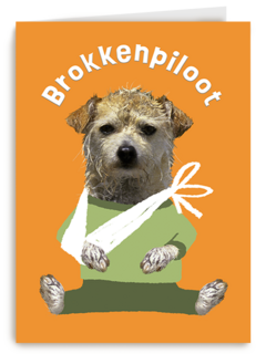 Brokken Piloot Hond
