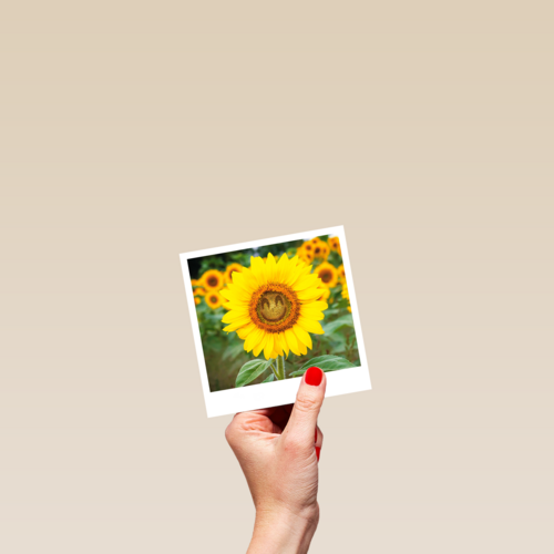 Beterschapskaart zonnebloem met smiley Polaroid