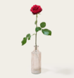 Single Roos Rood Met Vaas 