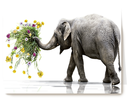 Chromazone Olifant boeket