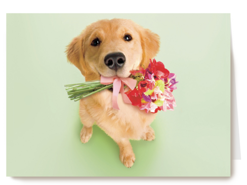 hond met bloemen