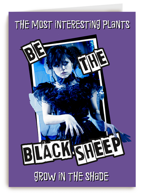 Wednesday Be The Black Sheep