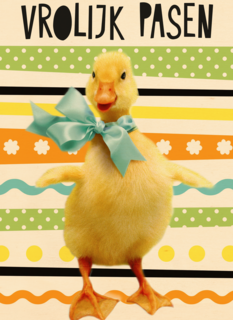 vrolijk paaskuiken