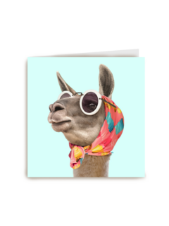 lama met zonnebril