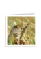 blanco kaart marmot